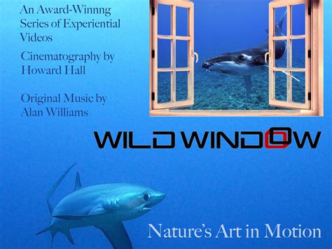Wild Window .